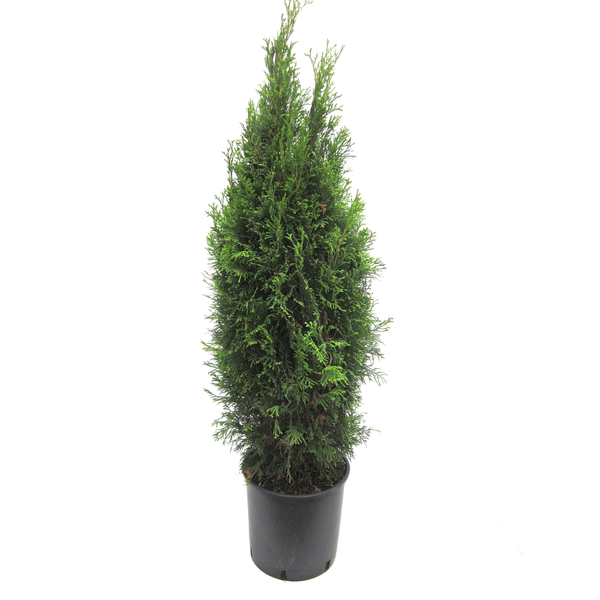 Thuya esmeralda 10lt 90/100                       