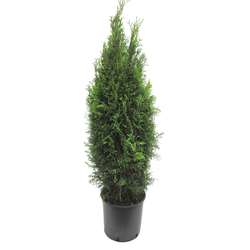 Thuya esmeralda 10lt 90/100                       