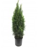 Thuya esmeralda 10lt 90/100                       