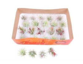 Tillandsia mini maceta barro 6                    