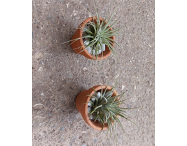 Tillandsia mini maceta barro 6                    