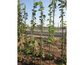 Tilia platyphyllos 150/175 m25                    