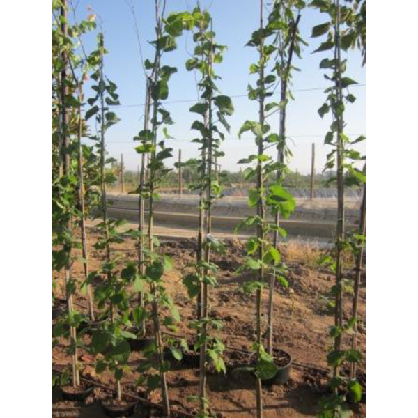 Tilia platyphyllos 150/175 m25                    