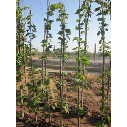 Tilia platyphyllos 150/175 m25                    