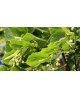 Tilia platyphyllos 150/175 m25                    