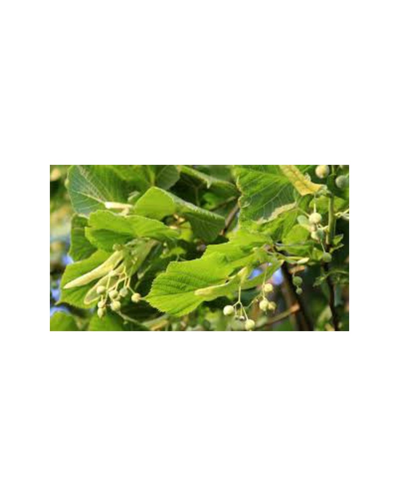 Tilia platyphyllos 150/175 m25                    