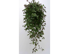 Tradescantia mix colgar m15                       