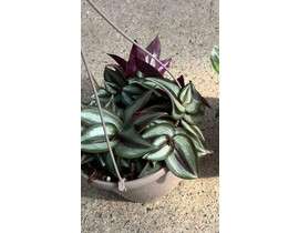 Tradescantia zebrina colgar m15                   