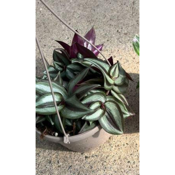 Tradescantia zebrina colgar m15                   