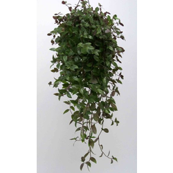 Tradescantia mix colgar m15                       