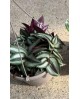 Tradescantia zebrina colgar m15                   