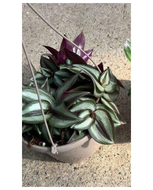 Tradescantia zebrina colgar m15                   