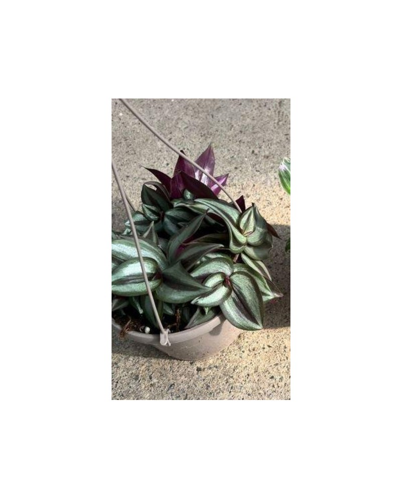 Tradescantia zebrina colgar m15                   