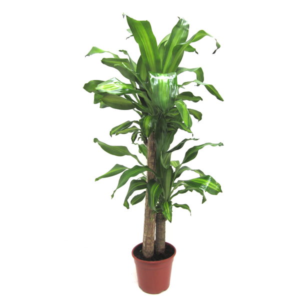 Tronco massangeana 30 60                          