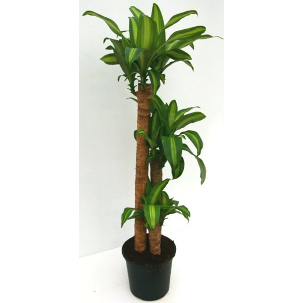 Tronco massangeana 30-60-90                       