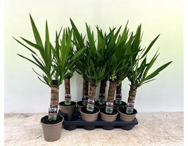 Tronco yuca 25                                    