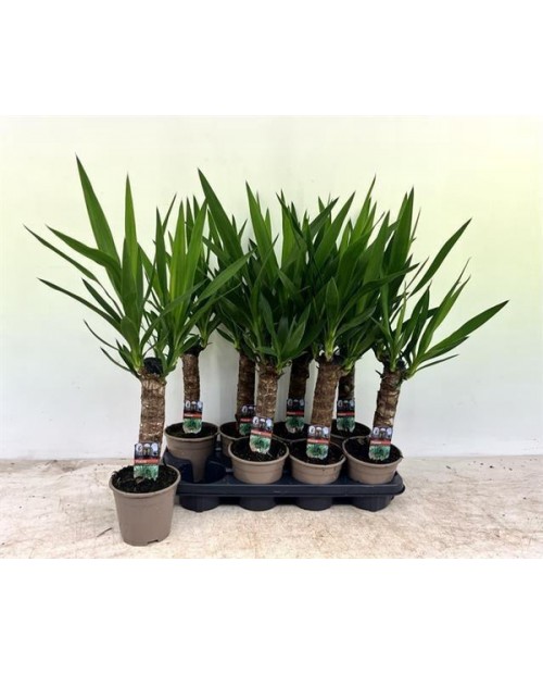 Tronco yuca 25                                    