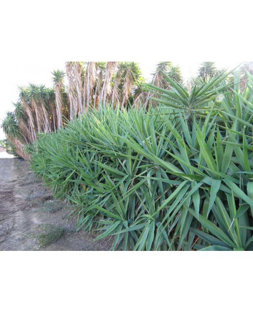 Tronco yuca 30 60 m16                             