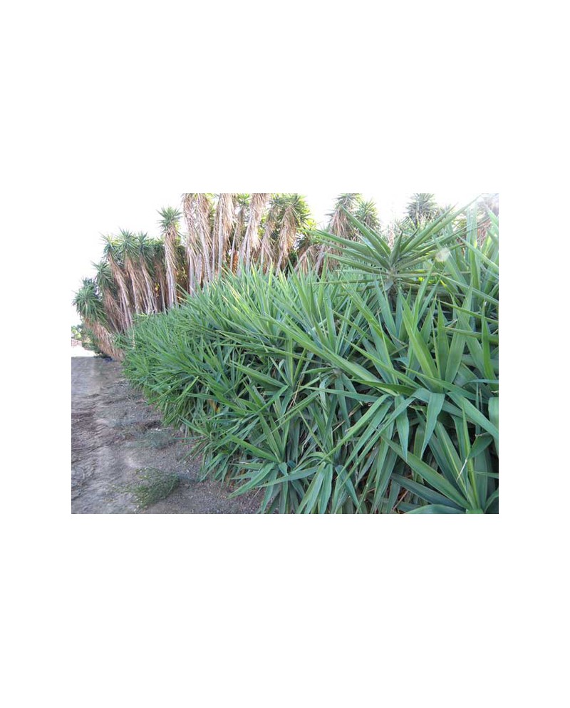 Tronco yuca 30 60 m16                             