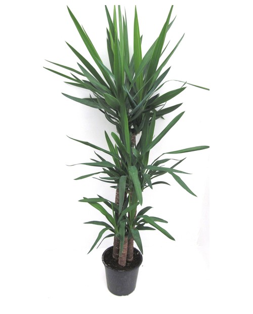 Tronco yuca 30 60 90                              