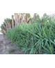 Tronco yuca 30 60 90 120                          
