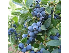 Vaccinium corymbosum (arandano)                   