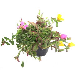 Verdolaga flor sencilla (umbraticola) m11         