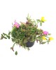 Verdolaga flor sencilla (umbraticola) m11         