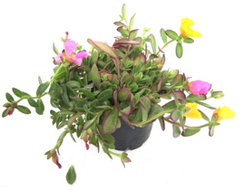 Verdolaga flor sencilla (umbraticola) m11         