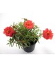 Verdolaga flor doble (grandiflora) m11            