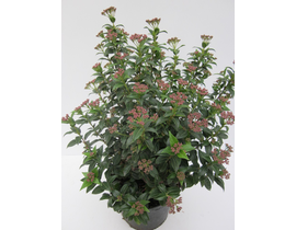 Viburnum tinus 3lt 40cm   ES/09/250008            