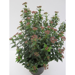 Viburnum tinus 3lt 40cm   ES/09/250008            