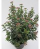 Viburnum tinus 3lt 40cm   ES/09/250008            