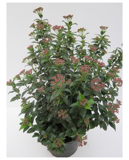 Viburnum tinus 3lt 40cm   ES/09/250008            