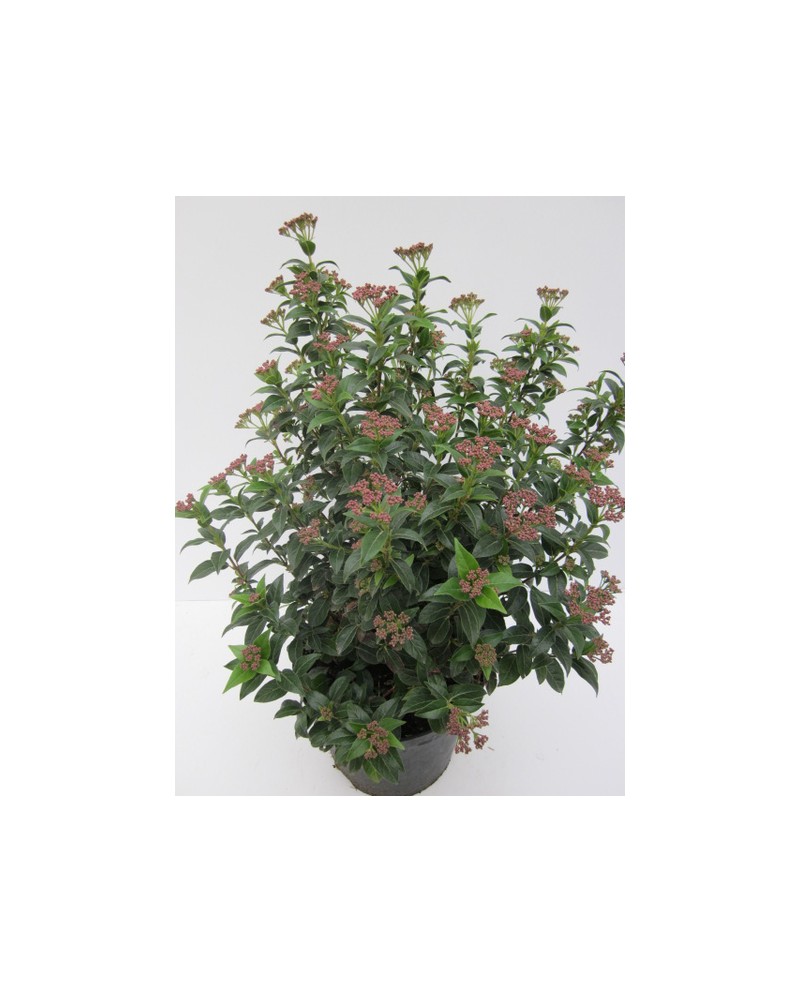 Viburnum tinus 3lt 40cm   ES/09/250008            