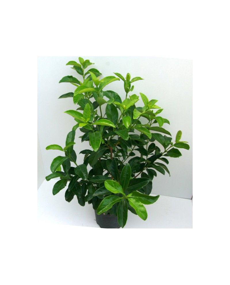 Viburnum lucidum 3lt ES/09/250008                 