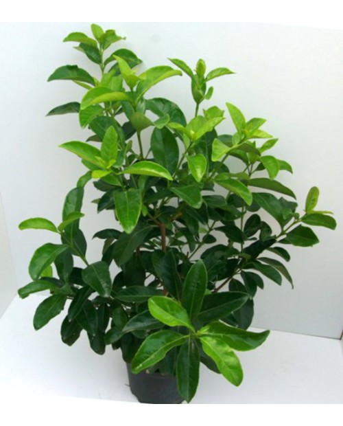 Viburnum lucidum 10lt ES/09/250008                