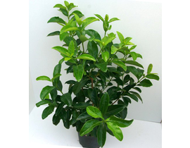 Viburnum lucidum m35 120cm ES/09/8250008          