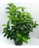 Viburnum lucidum m35 120cm ES/09/8250008          