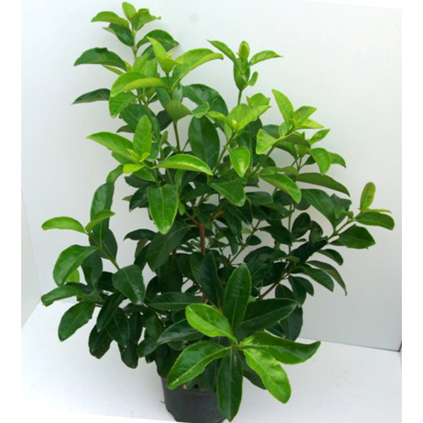 Viburnum lucidum m35 120cm ES/09/8250008          