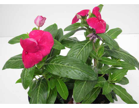 Vinca 11                                          