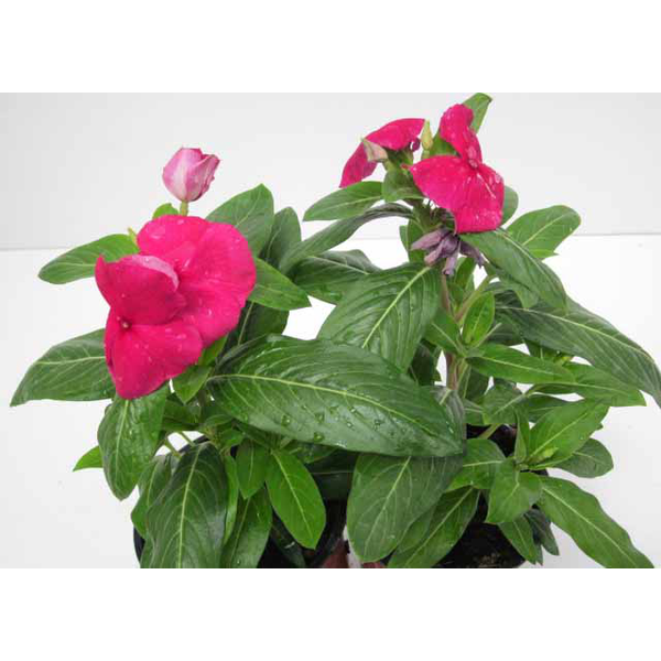 Vinca 11                                          