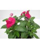 Vinca 11                                          
