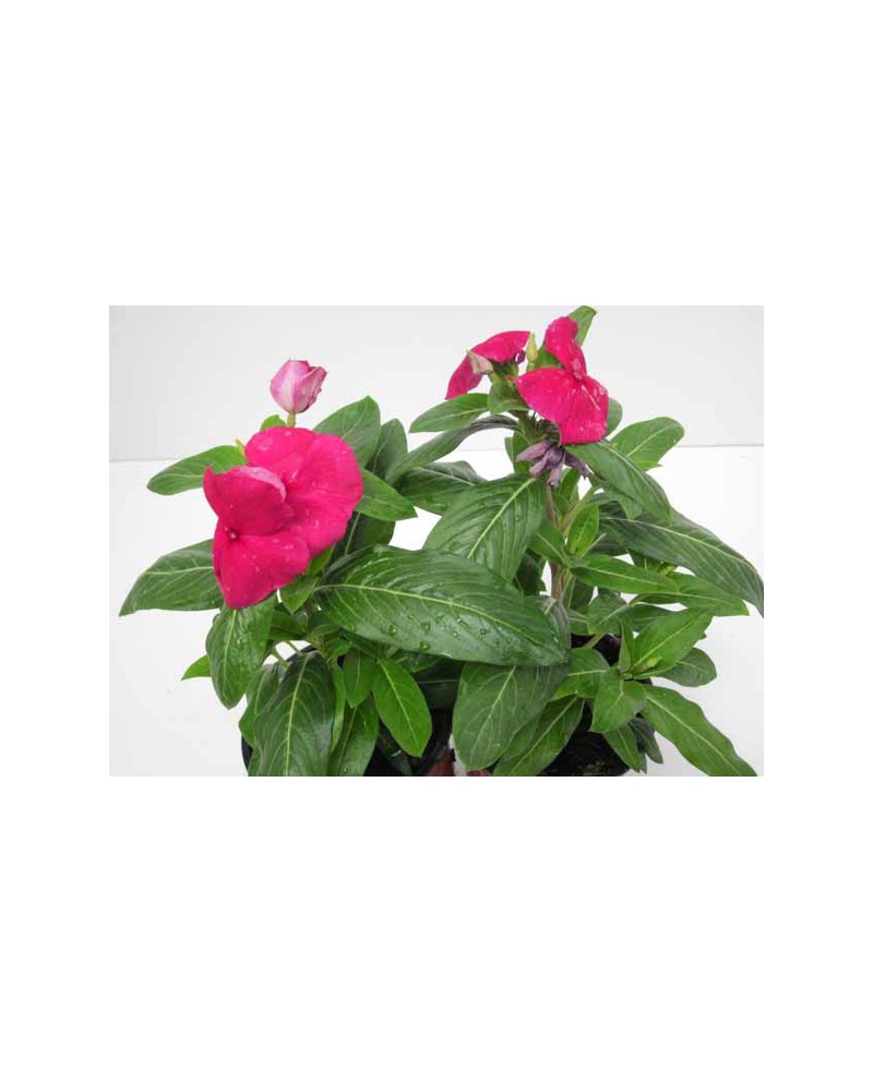 Vinca 11                                          