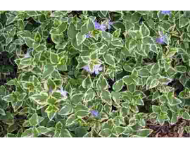 Vinca major variegata m11                         