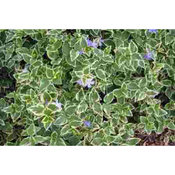 Vinca major variegata m11                         