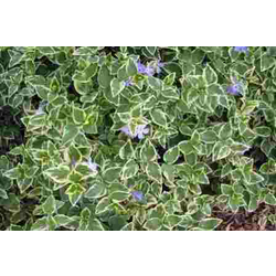 Vinca major variegata m11                         