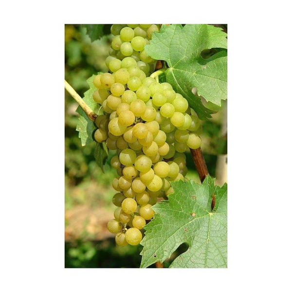 Viti vinifera (parra) m18 175/180cm               