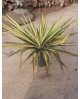 Yuca filamentosa variegata 20                     