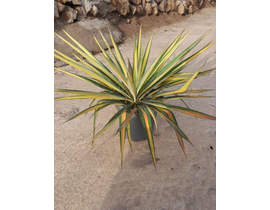 Yuca filamentosa variegata 20                     